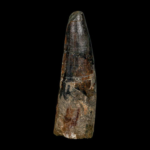 XL 3.9" Spinosaurus Fossil Tooth 100 Million Years Old Cretaceous Dinosaur COA