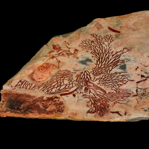 6.8" Fenestella Fossil Bryozoan Moss Animal Upper Ordovician Age Macao Portugal - Fossil Age Minerals