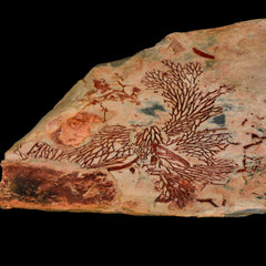 Bryozoan Fossils