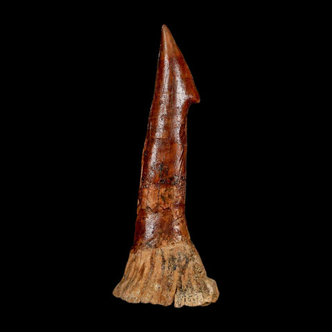 XL 3.2" Sawfish Fossil Tooth Barb Onchopristis Numidus Cretaceous Dinosaur Era COA - Fossil Age Minerals