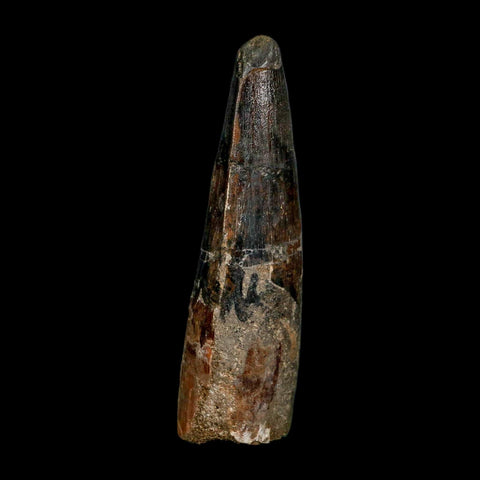 XL 3.9" Spinosaurus Fossil Tooth 100 Million Years Old Cretaceous Dinosaur COA