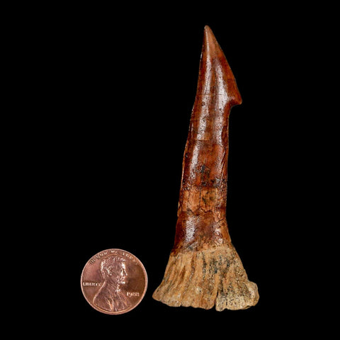 XL 3.2" Sawfish Fossil Tooth Barb Onchopristis Numidus Cretaceous Dinosaur Era COA - Fossil Age Minerals