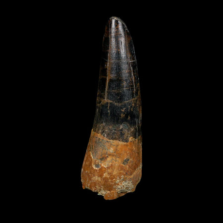 XL 3.4" Spinosaurus Fossil Tooth 100 Million Years Old Cretaceous Dinosaur COA