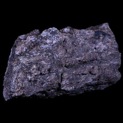 4.8" Stegosaurus Fossil Bone Morrison Formation Wyoming Jurassic Age Dinosaur COA - Fossil Age Minerals