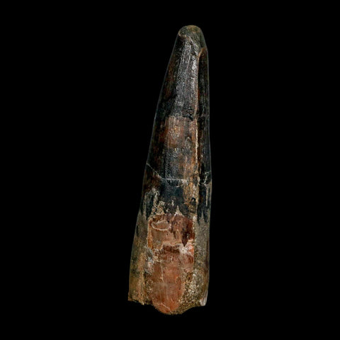XL 3.9" Spinosaurus Fossil Tooth 100 Million Years Old Cretaceous Dinosaur COA