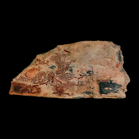 6.8" Fenestella Fossil Bryozoan Moss Animal Upper Ordovician Age Macao Portugal - Fossil Age Minerals
