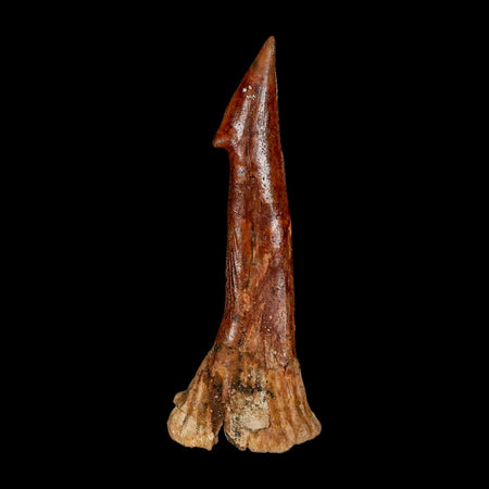 XL 3.2" Sawfish Fossil Tooth Barb Onchopristis Numidus Cretaceous Dinosaur Era COA