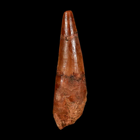 1.8" Spinosaurus Fossil Tooth 100 Million Years Old Cretaceous Dinosaur COA Stand