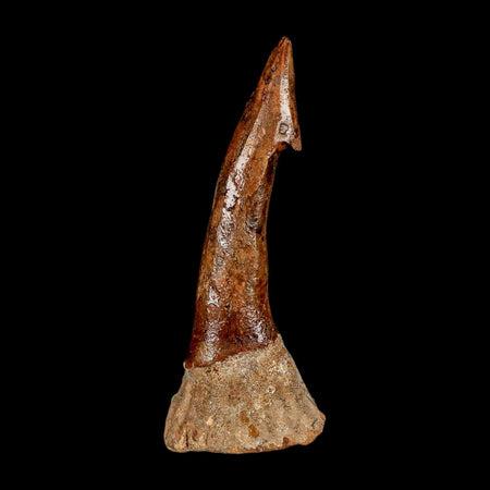 XL 3.1" Sawfish Fossil Tooth Barb Onchopristis Numidus Cretaceous Dinosaur Era COA