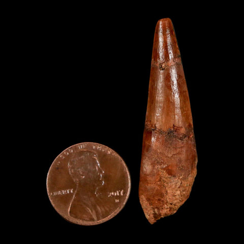 1.8" Spinosaurus Fossil Tooth 100 Million Years Old Cretaceous Dinosaur COA Stand