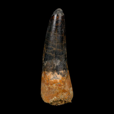 XL 3.4" Spinosaurus Fossil Tooth 100 Million Years Old Cretaceous Dinosaur COA