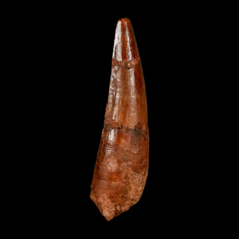 1.8" Spinosaurus Fossil Tooth 100 Million Years Old Cretaceous Dinosaur COA Stand