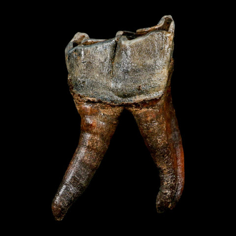3.8" Woolly Rhinoceros Fossil Rooted Tooth Pleistocene Age Megafauna Russia COA - Fossil Age Minerals