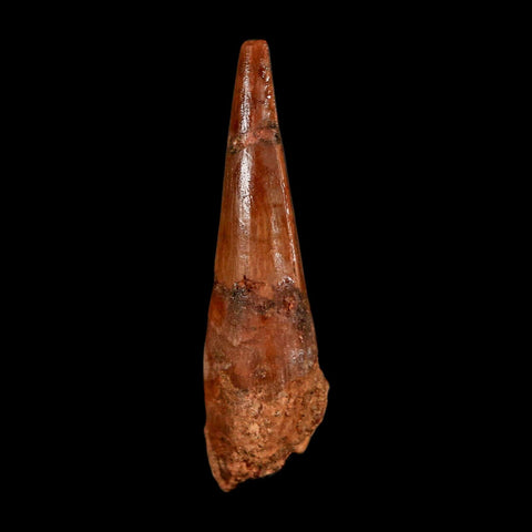 1.8" Spinosaurus Fossil Tooth 100 Million Years Old Cretaceous Dinosaur COA Stand
