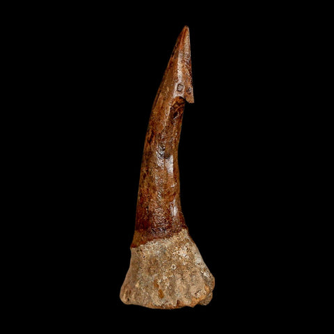 XL 3.1" Sawfish Fossil Tooth Barb Onchopristis Numidus Cretaceous Dinosaur Era COA - Fossil Age Minerals