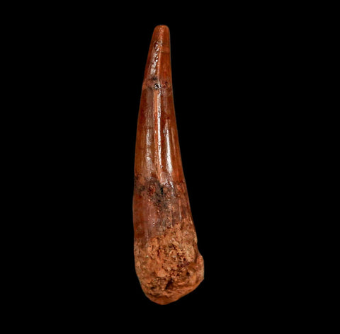 1.8" Spinosaurus Fossil Tooth 100 Million Years Old Cretaceous Dinosaur COA Stand