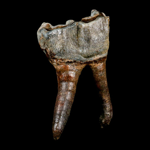 3.8" Woolly Rhinoceros Fossil Rooted Tooth Pleistocene Age Megafauna Russia COA - Fossil Age Minerals