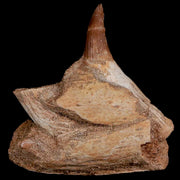 2.9" Halisaurus Mosasaur Fossil Jaw Section Tooth Cretaceous Dinosaur Era COA