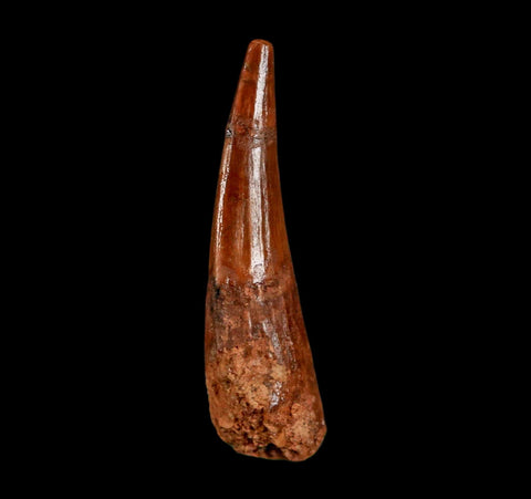 1.8" Spinosaurus Fossil Tooth 100 Million Years Old Cretaceous Dinosaur COA Stand