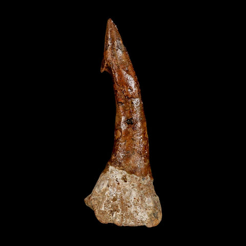 XL 3.1" Sawfish Fossil Tooth Barb Onchopristis Numidus Cretaceous Dinosaur Era COA - Fossil Age Minerals