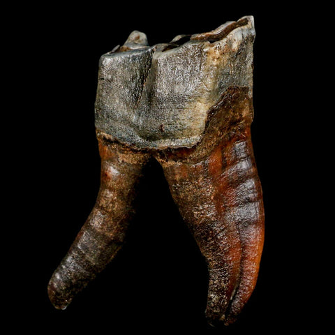 3.8" Woolly Rhinoceros Fossil Rooted Tooth Pleistocene Age Megafauna Russia COA - Fossil Age Minerals