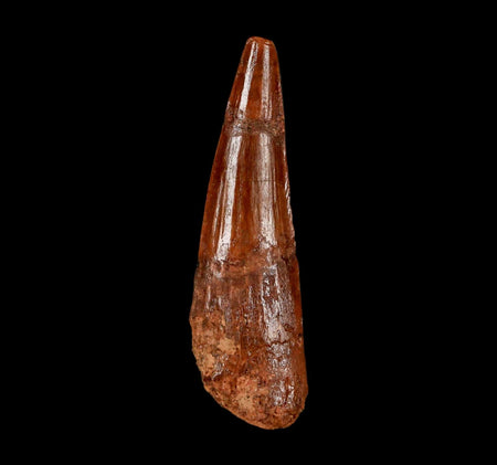1.8" Spinosaurus Fossil Tooth 100 Million Years Old Cretaceous Dinosaur COA Stand