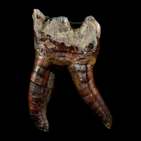 3.8" Woolly Rhinoceros Fossil Rooted Tooth Pleistocene Age Megafauna Russia COA - Fossil Age Minerals