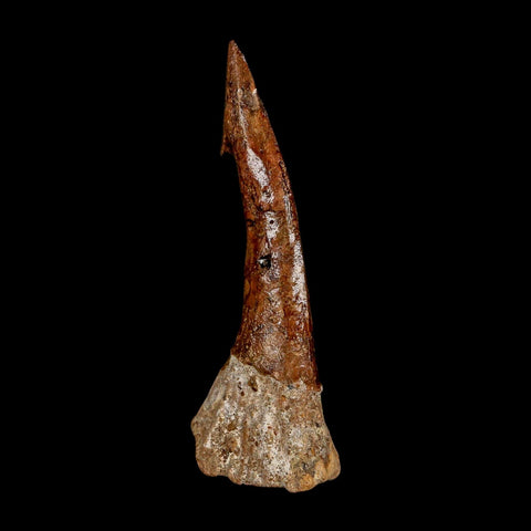 XL 3.1" Sawfish Fossil Tooth Barb Onchopristis Numidus Cretaceous Dinosaur Era COA - Fossil Age Minerals