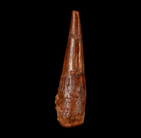 1.8" Spinosaurus Fossil Tooth 100 Million Years Old Cretaceous Dinosaur COA Stand
