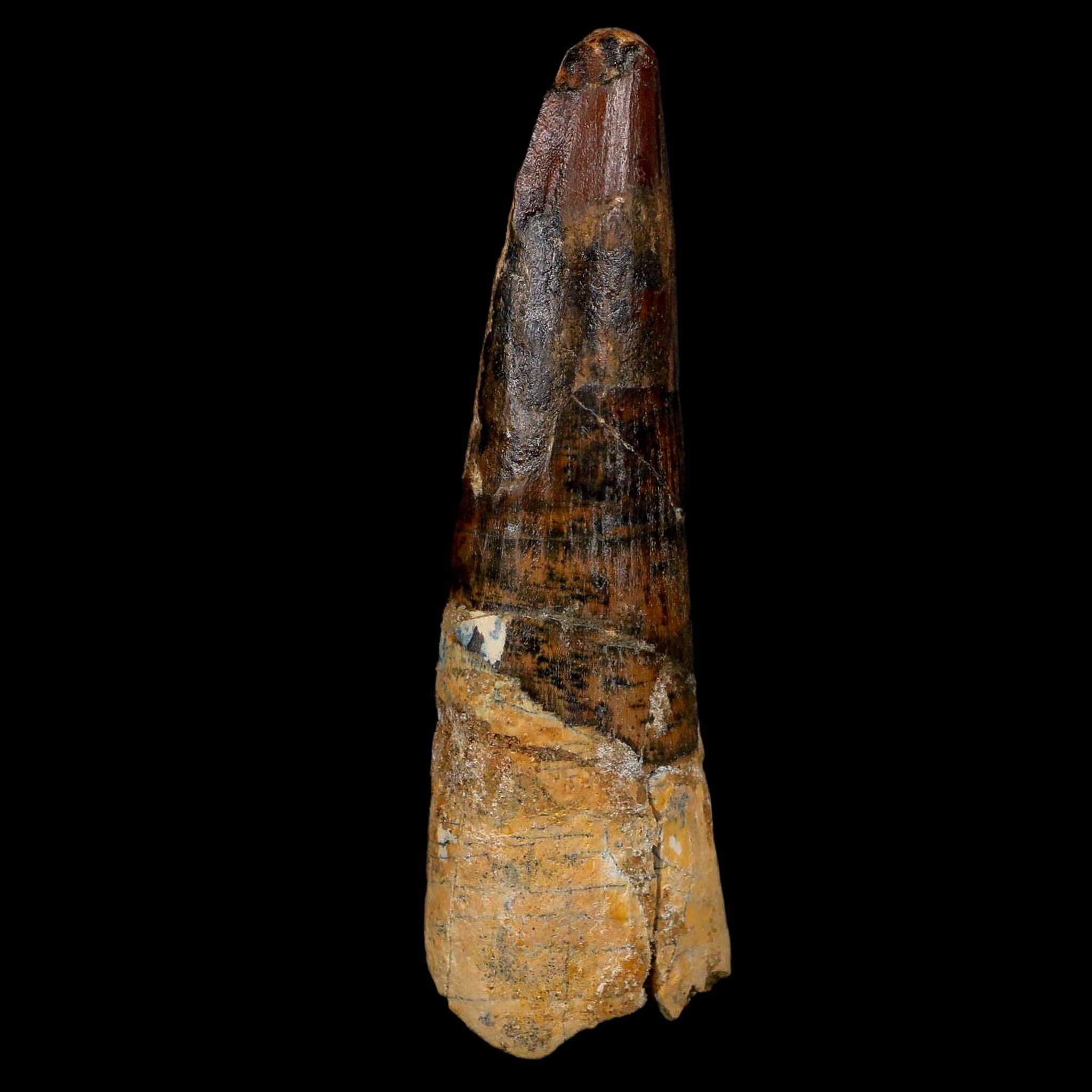 XL 3.7" Spinosaurus Fossil Tooth 100 Million Years Old Cretaceous Dinosaur COA - Fossil Age Minerals