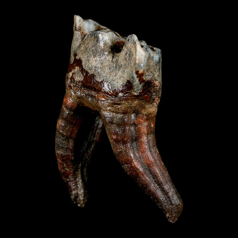 3.8" Woolly Rhinoceros Fossil Rooted Tooth Pleistocene Age Megafauna Russia COA - Fossil Age Minerals