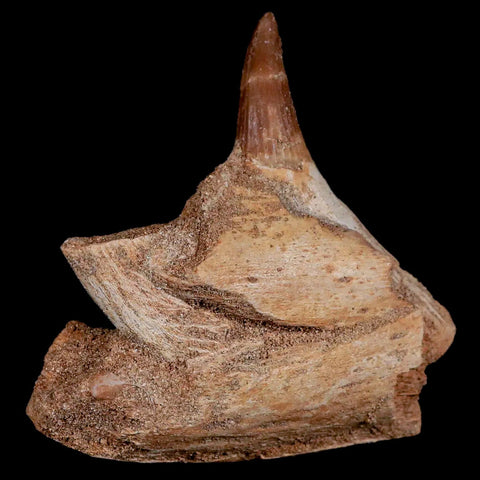 2.9" Halisaurus Mosasaur Fossil Jaw Section Tooth Cretaceous Dinosaur Era COA - Fossil Age Minerals