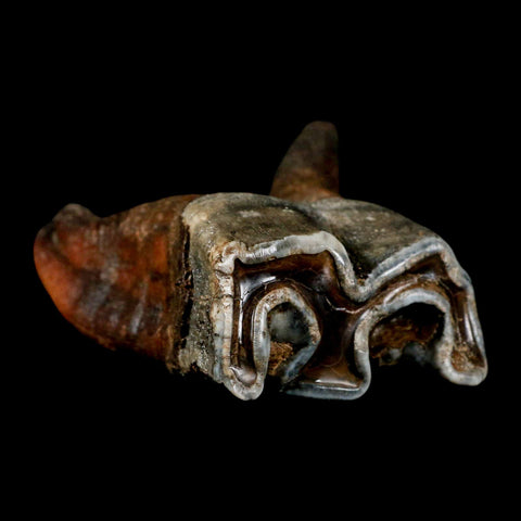 3.8" Woolly Rhinoceros Fossil Rooted Tooth Pleistocene Age Megafauna Russia COA - Fossil Age Minerals
