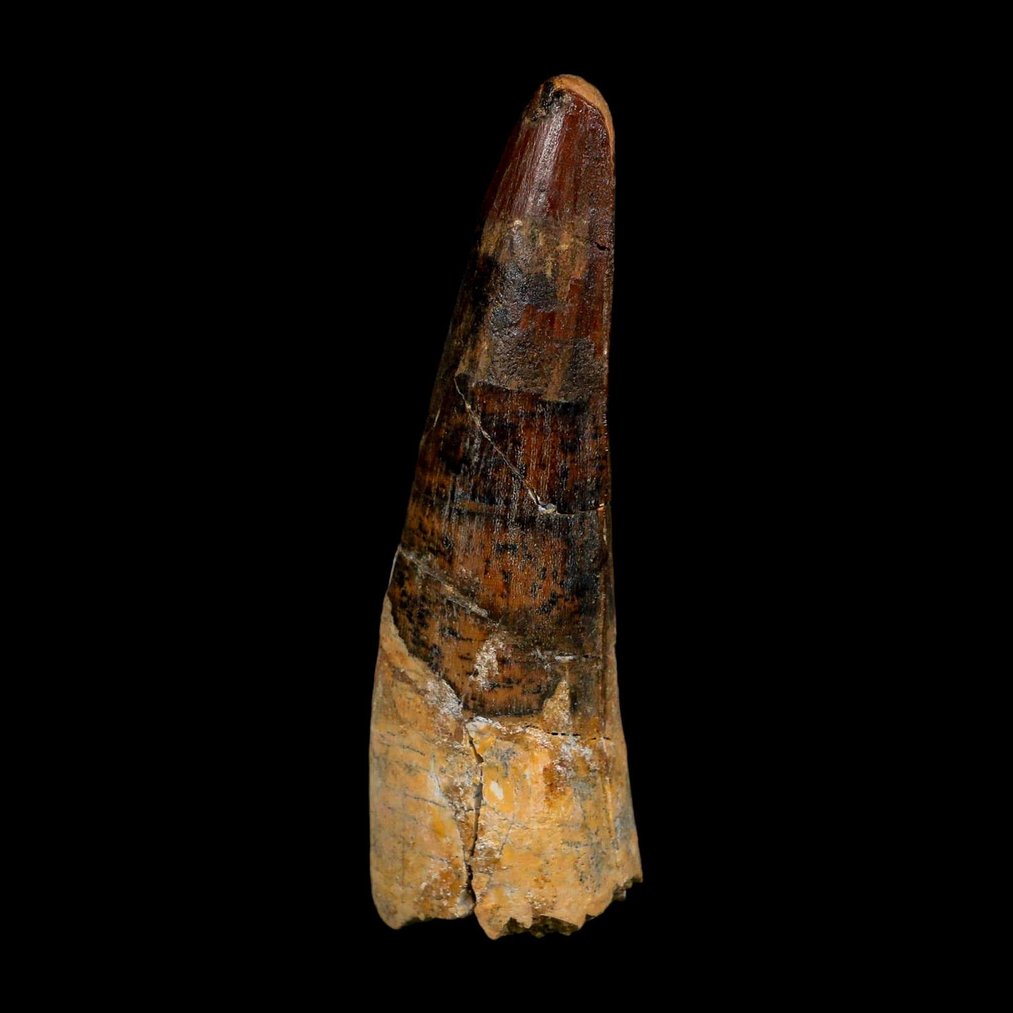 XL 3.7" Spinosaurus Fossil Tooth 100 Million Years Old Cretaceous Dinosaur COA - Fossil Age Minerals