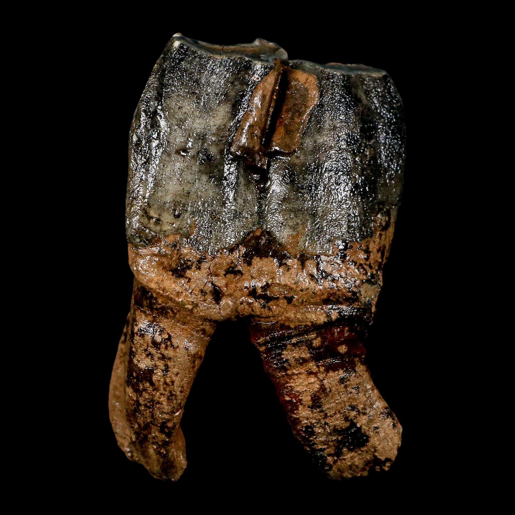 3.8" Woolly Rhinoceros Fossil Rooted Tooth Pleistocene Age Megafauna Russia COA - Fossil Age Minerals