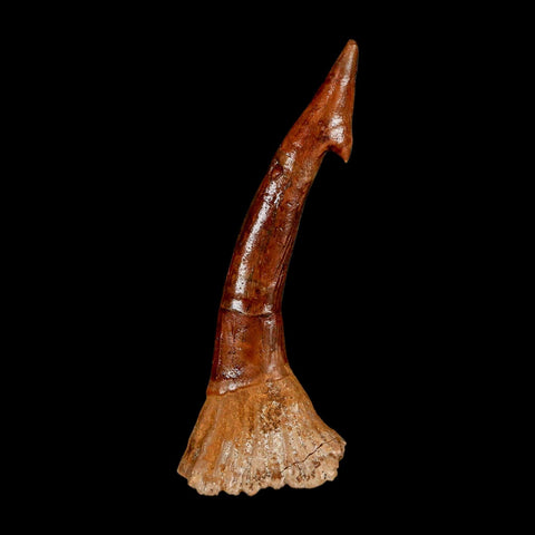 XL 2.8" Sawfish Fossil Tooth Barb Onchopristis Numidus Cretaceous Dinosaur Era COA - Fossil Age Minerals