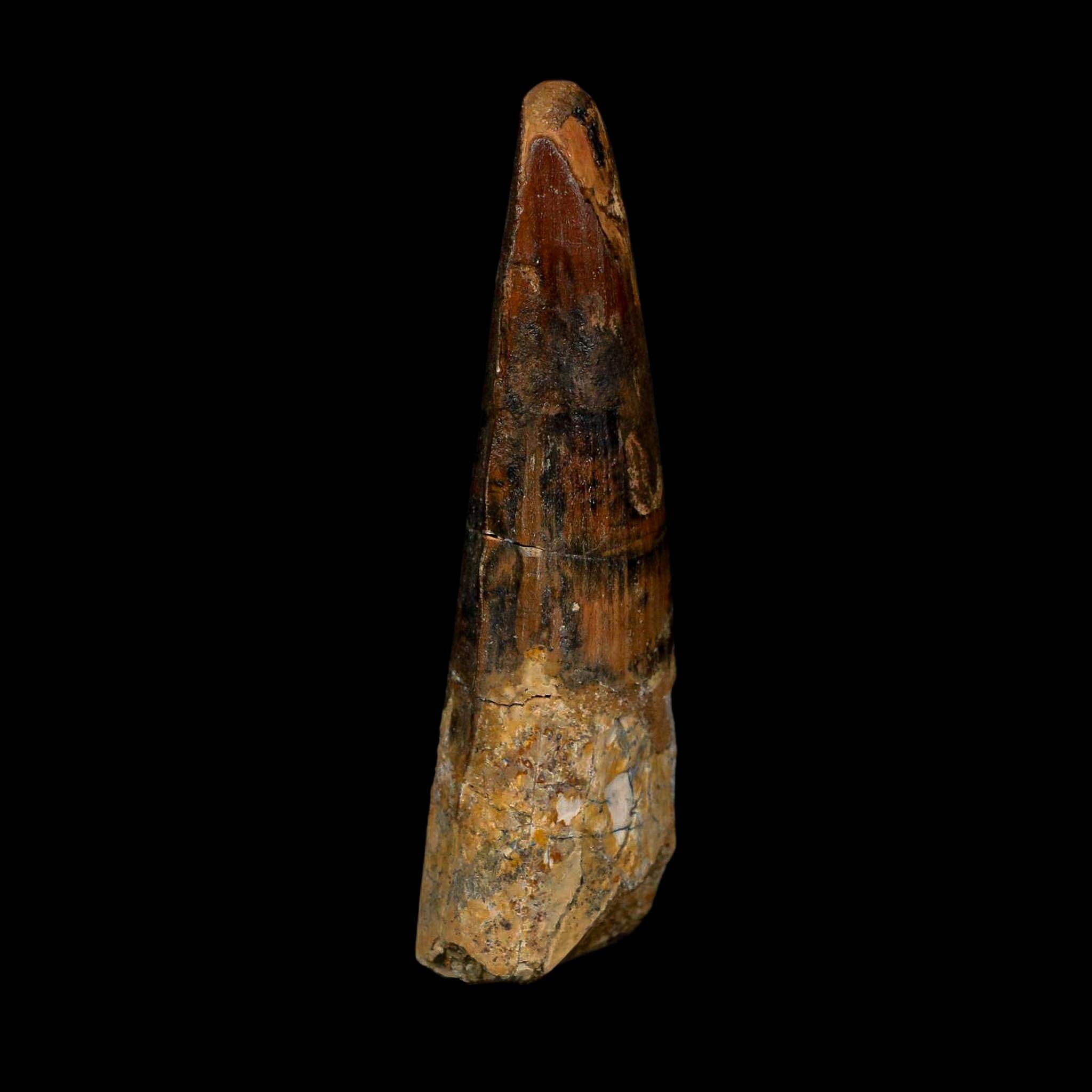 XL 3.7" Spinosaurus Fossil Tooth 100 Million Years Old Cretaceous Dinosaur COA - Fossil Age Minerals