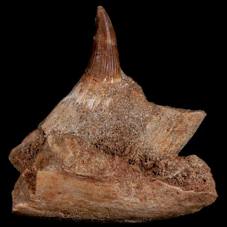 2.9" Halisaurus Mosasaur Fossil Jaw Section Tooth Cretaceous Dinosaur Era COA