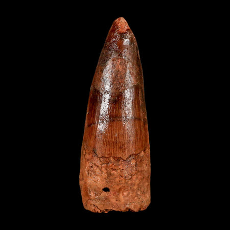 2" Spinosaurus Fossil Tooth 100 Million Years Old Cretaceous Dinosaur COA Stand