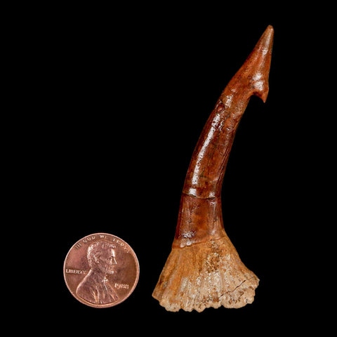 XL 2.8" Sawfish Fossil Tooth Barb Onchopristis Numidus Cretaceous Dinosaur Era COA - Fossil Age Minerals