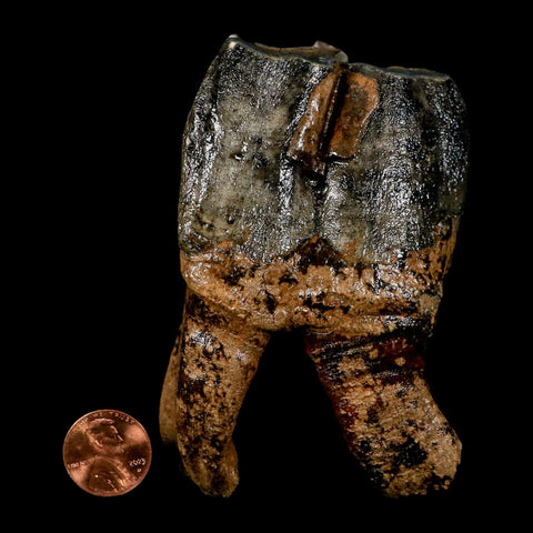 3.8" Woolly Rhinoceros Fossil Rooted Tooth Pleistocene Age Megafauna Russia COA - Fossil Age Minerals