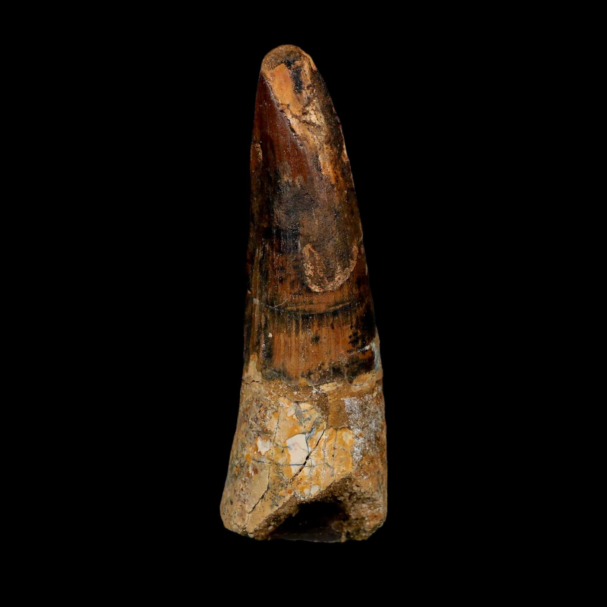 XL 3.7" Spinosaurus Fossil Tooth 100 Million Years Old Cretaceous Dinosaur COA - Fossil Age Minerals