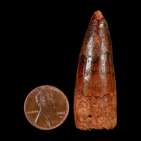 2" Spinosaurus Fossil Tooth 100 Million Years Old Cretaceous Dinosaur COA Stand