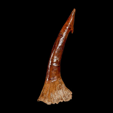 XL 2.8" Sawfish Fossil Tooth Barb Onchopristis Numidus Cretaceous Dinosaur Era COA - Fossil Age Minerals