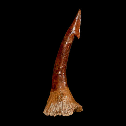 XL 2.8" Sawfish Fossil Tooth Barb Onchopristis Numidus Cretaceous Dinosaur Era COA - Fossil Age Minerals