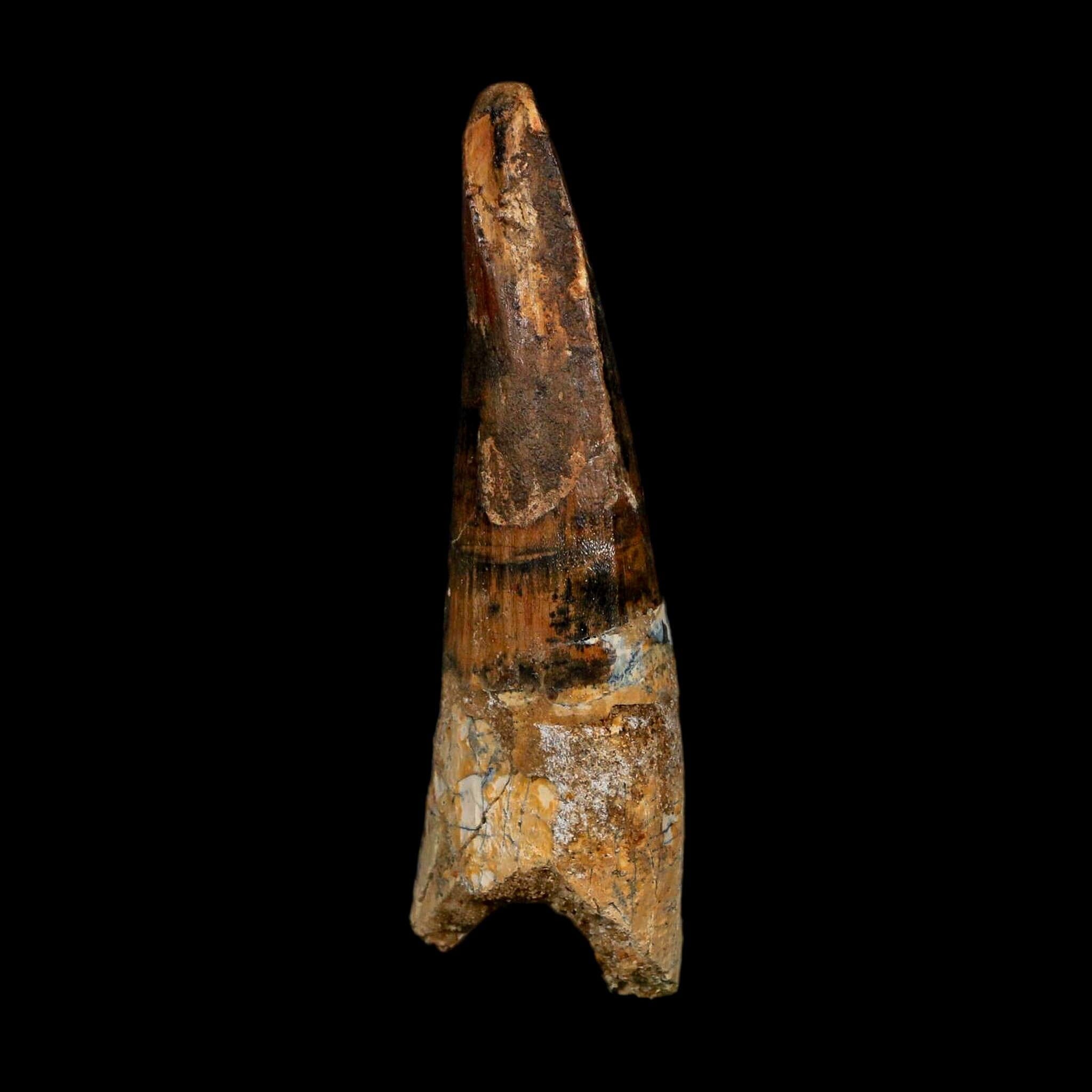 XL 3.7" Spinosaurus Fossil Tooth 100 Million Years Old Cretaceous Dinosaur COA - Fossil Age Minerals