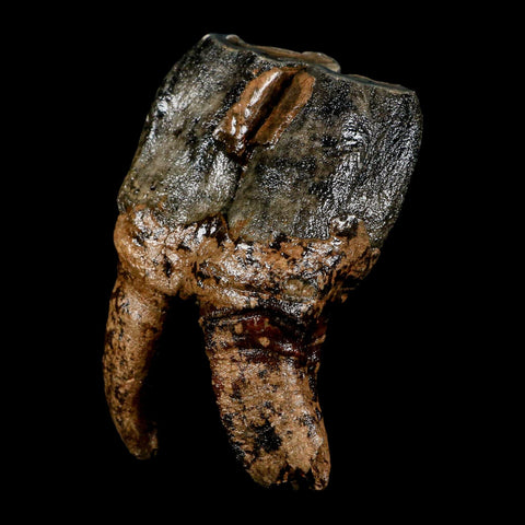 3.8" Woolly Rhinoceros Fossil Rooted Tooth Pleistocene Age Megafauna Russia COA - Fossil Age Minerals