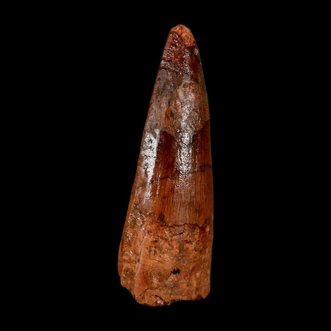 2" Spinosaurus Fossil Tooth 100 Million Years Old Cretaceous Dinosaur COA Stand
