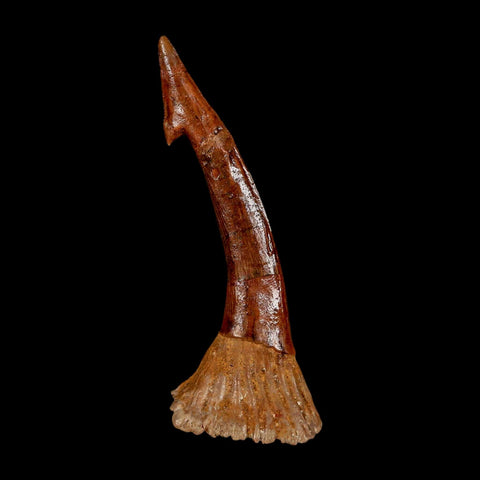 XL 2.8" Sawfish Fossil Tooth Barb Onchopristis Numidus Cretaceous Dinosaur Era COA - Fossil Age Minerals