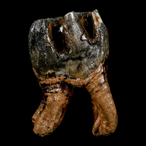 3.8" Woolly Rhinoceros Fossil Rooted Tooth Pleistocene Age Megafauna Russia COA - Fossil Age Minerals